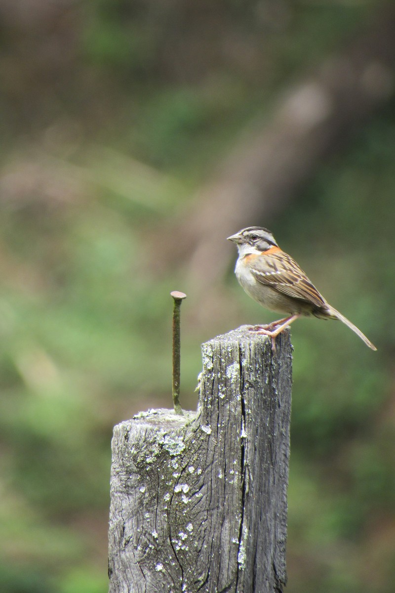 Rufous-collared Sparrow - Aneth Pérez