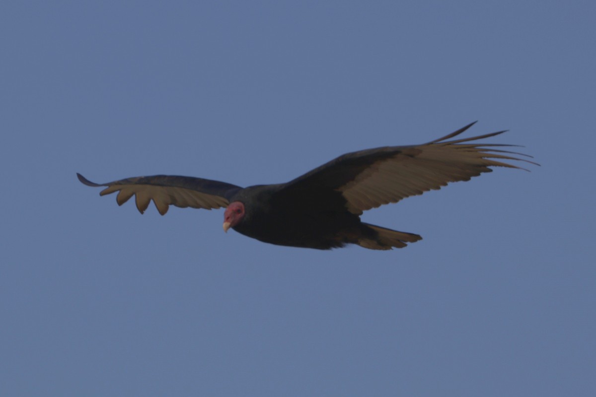 Turkey Vulture - ML615638110