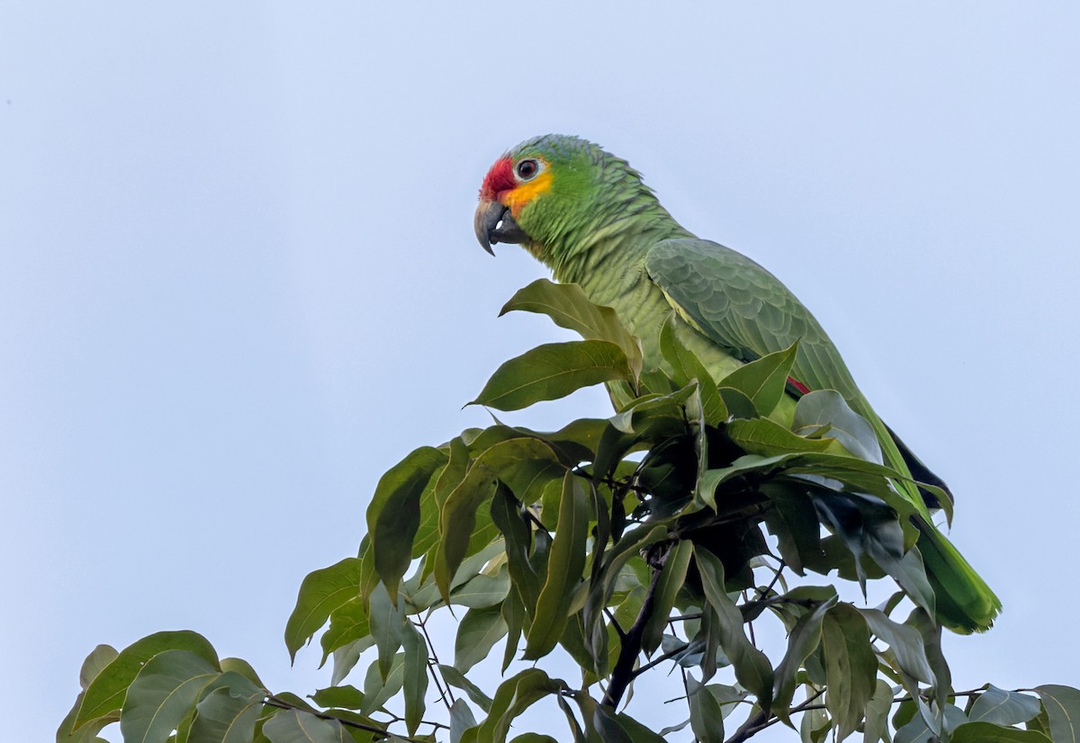 Red-lored Parrot (Red-lored) - ML615638225