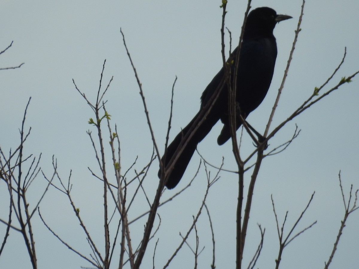Boat-tailed Grackle - ML615638393