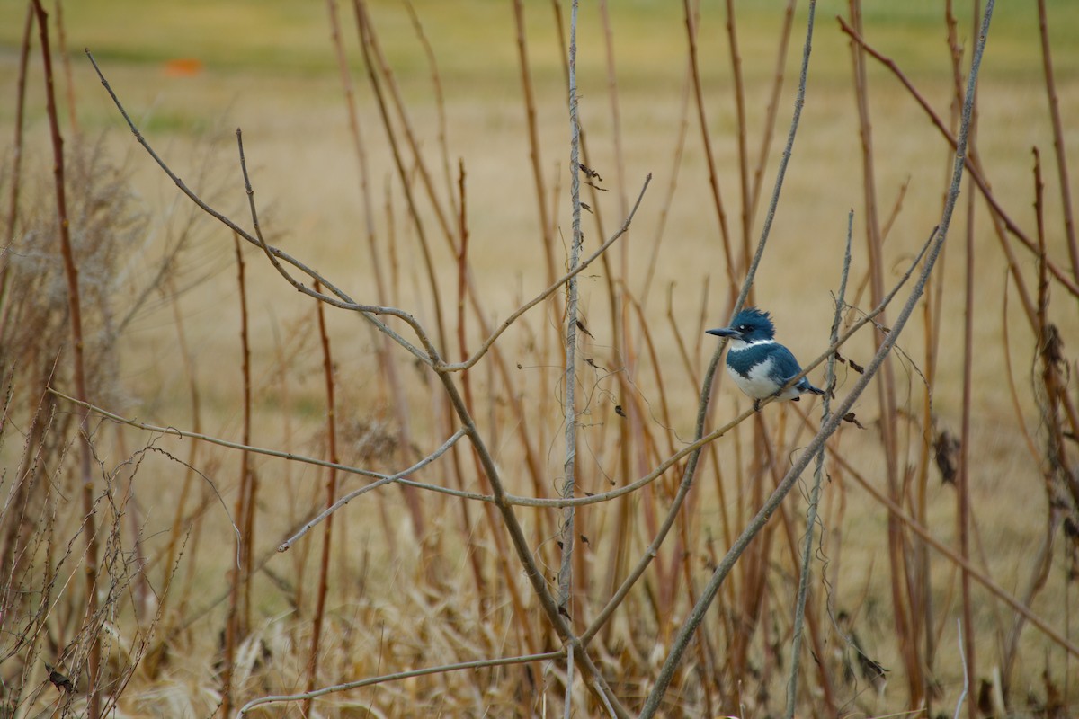 Belted Kingfisher - ML615638733