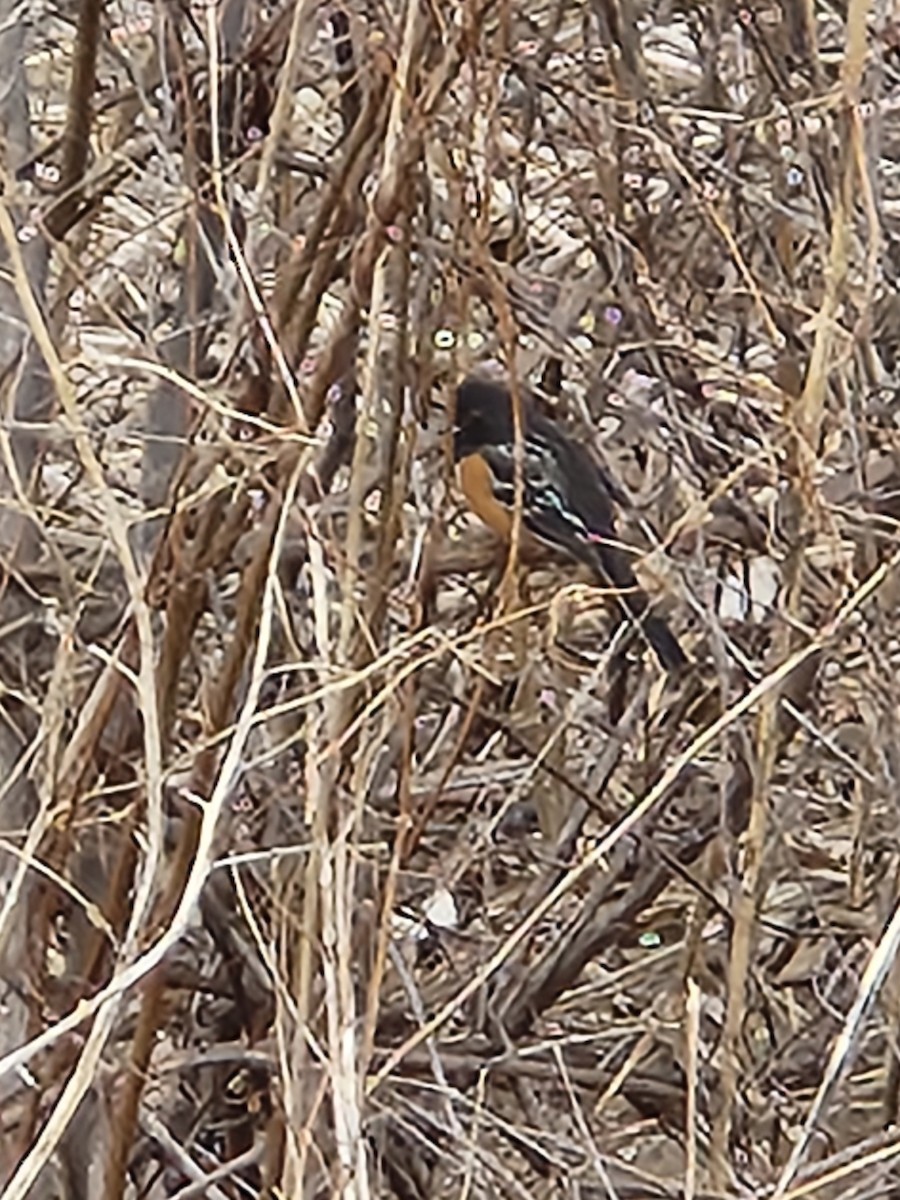 Spotted Towhee - ML615638788