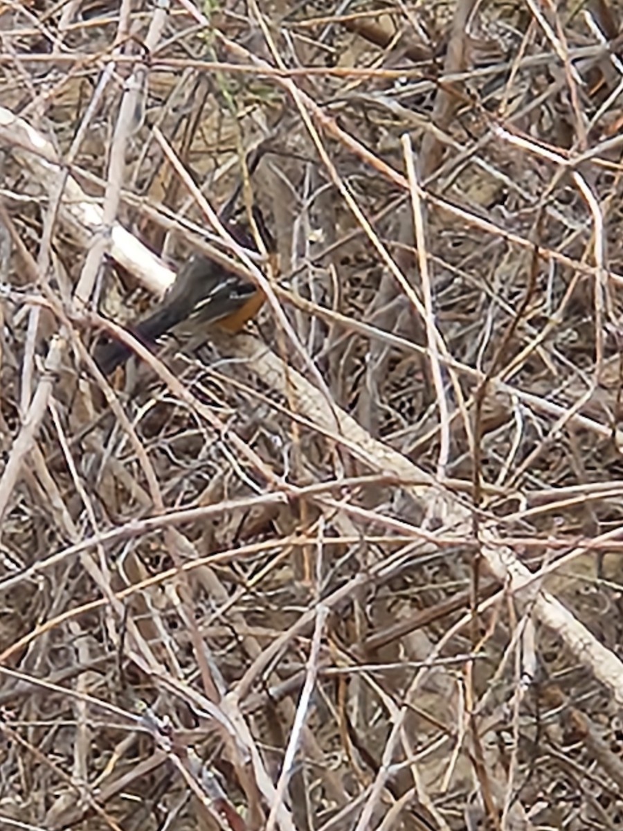 Spotted Towhee - ML615638789