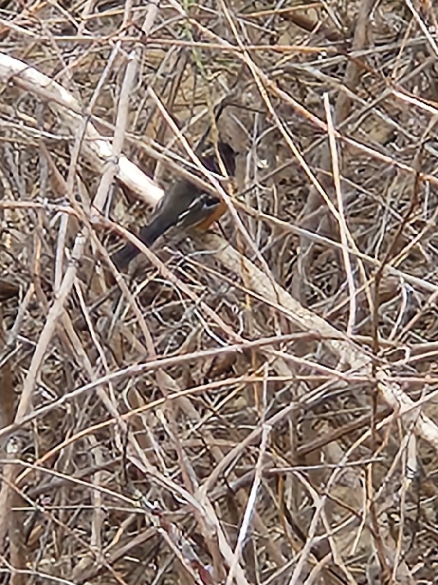 Spotted Towhee - ML615638790