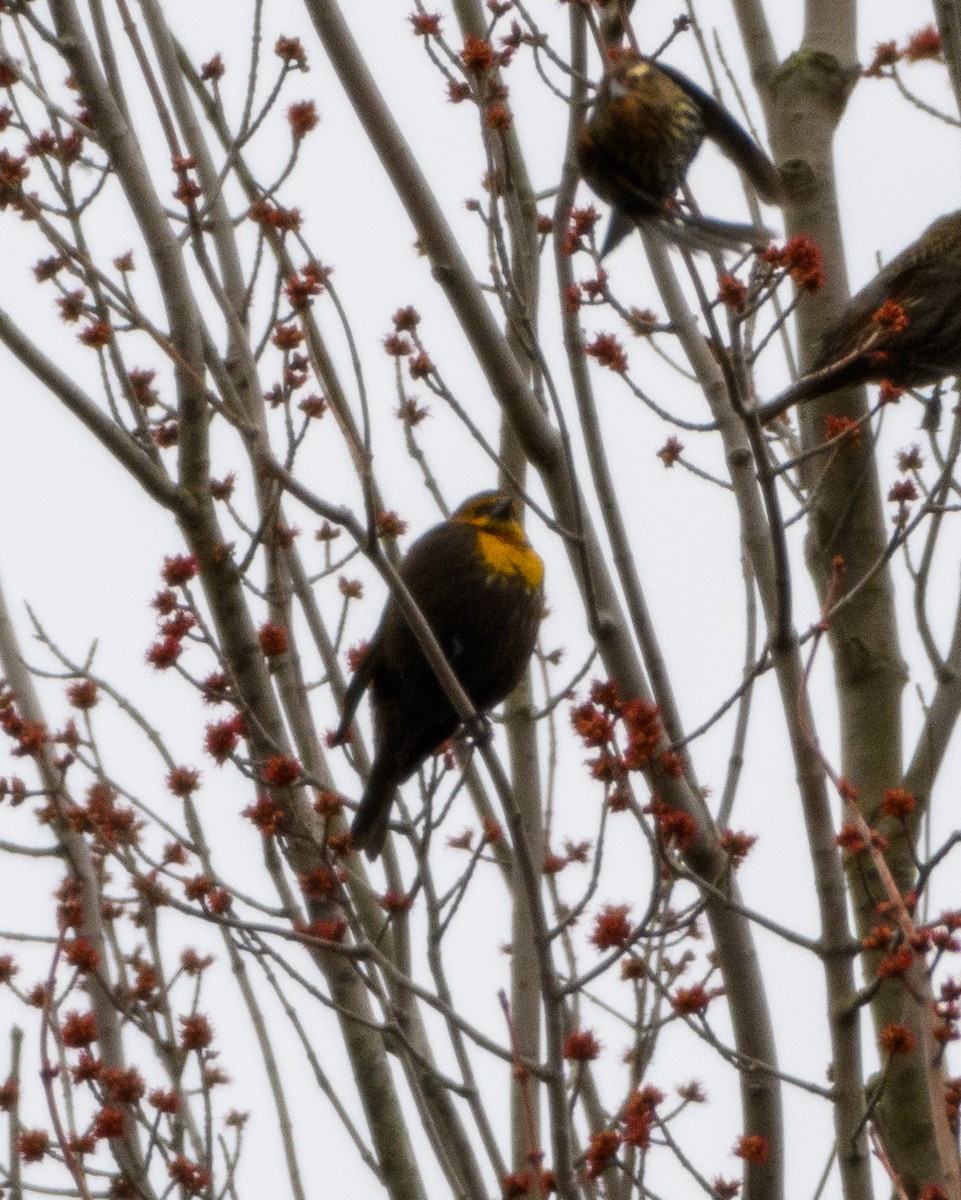 Yellow-headed Blackbird - ML615639025