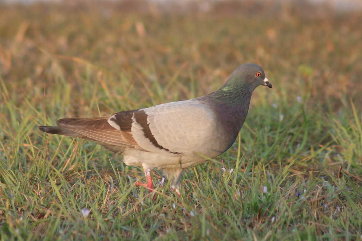 Pigeon biset (forme domestique) - ML615639231