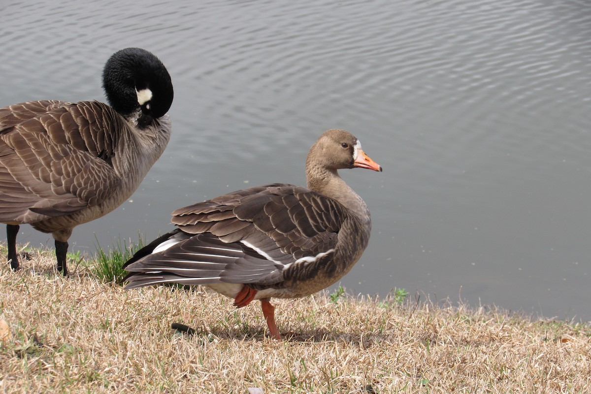 Greater White-fronted Goose - Evan Jenkins