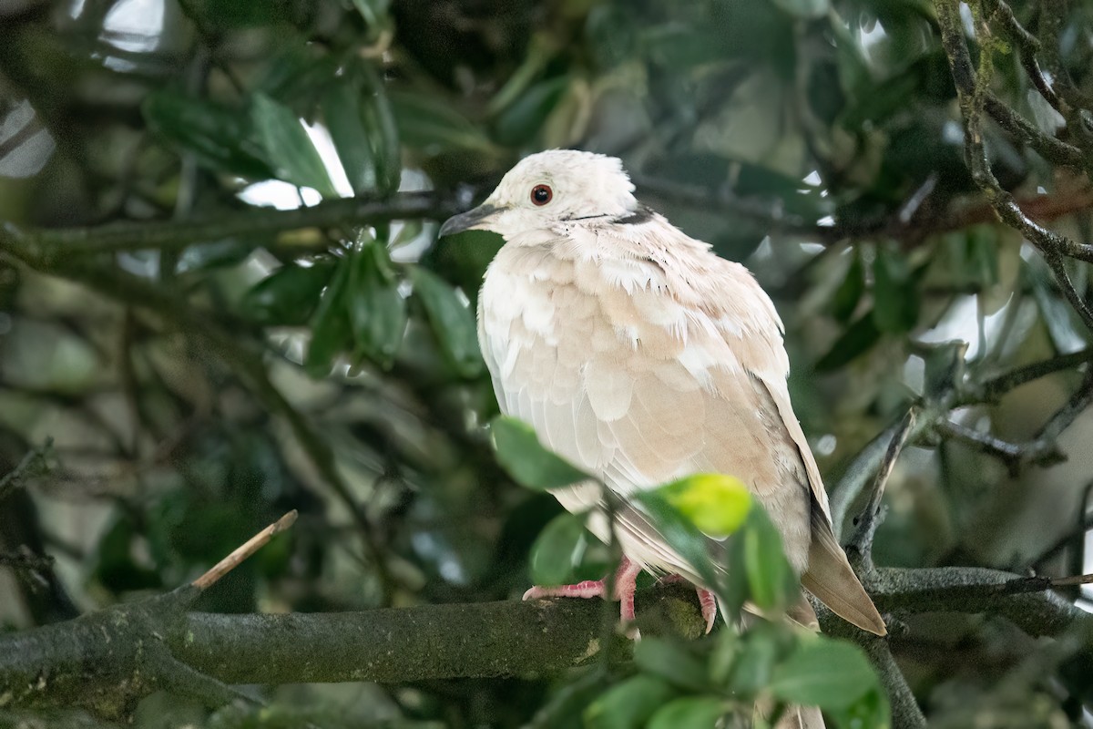 African Collared-Dove - ML615639379