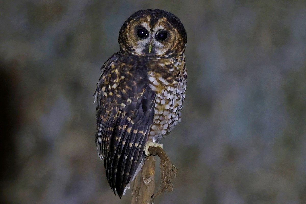 Rufous-banded Owl - ML615639520