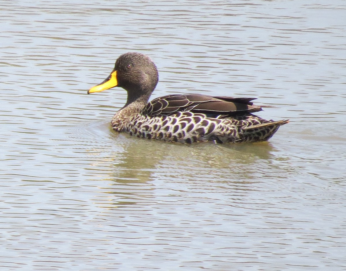 Yellow-billed Duck - ML615639531