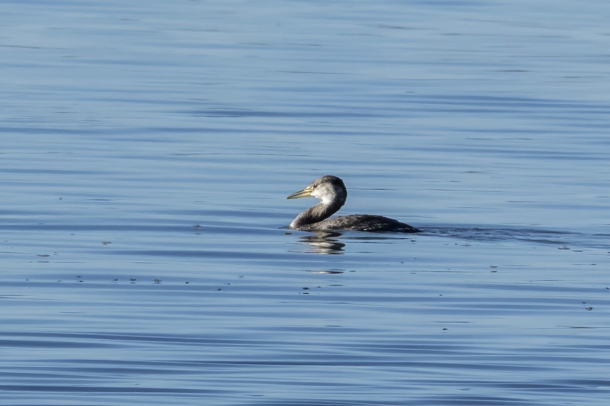 Red-necked Grebe - marlin harms