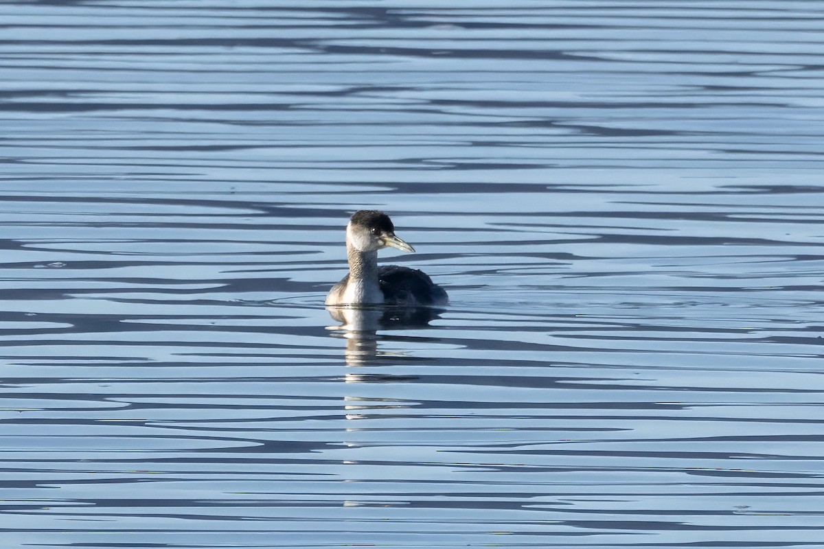 Red-necked Grebe - ML615639581