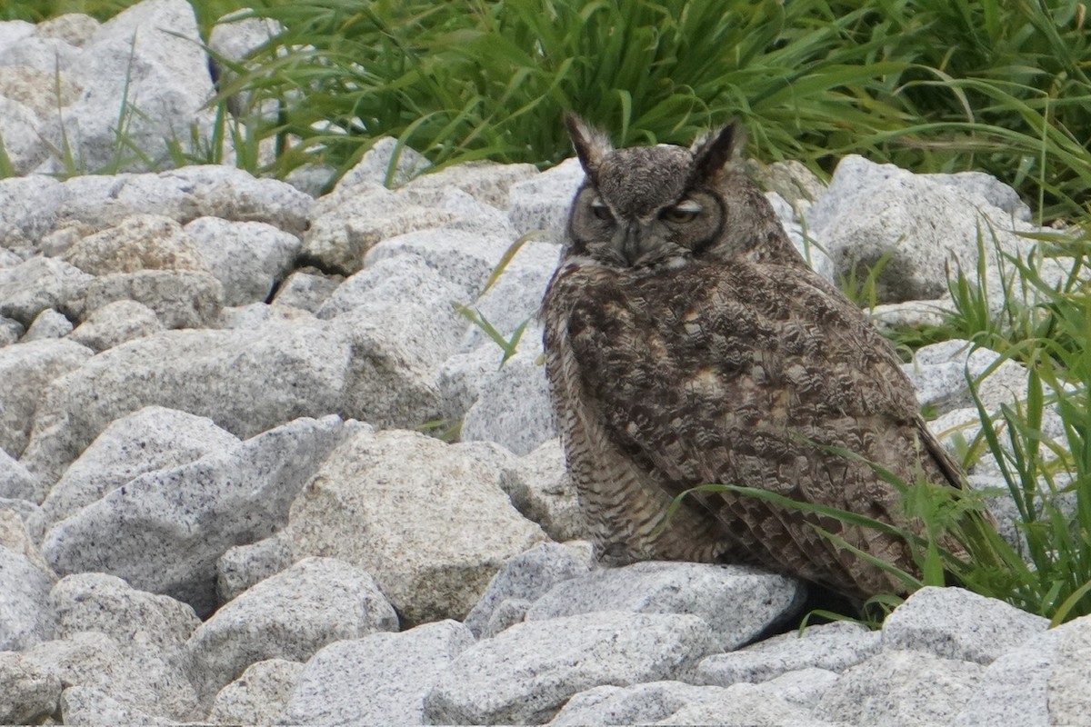 Great Horned Owl - ML615639886