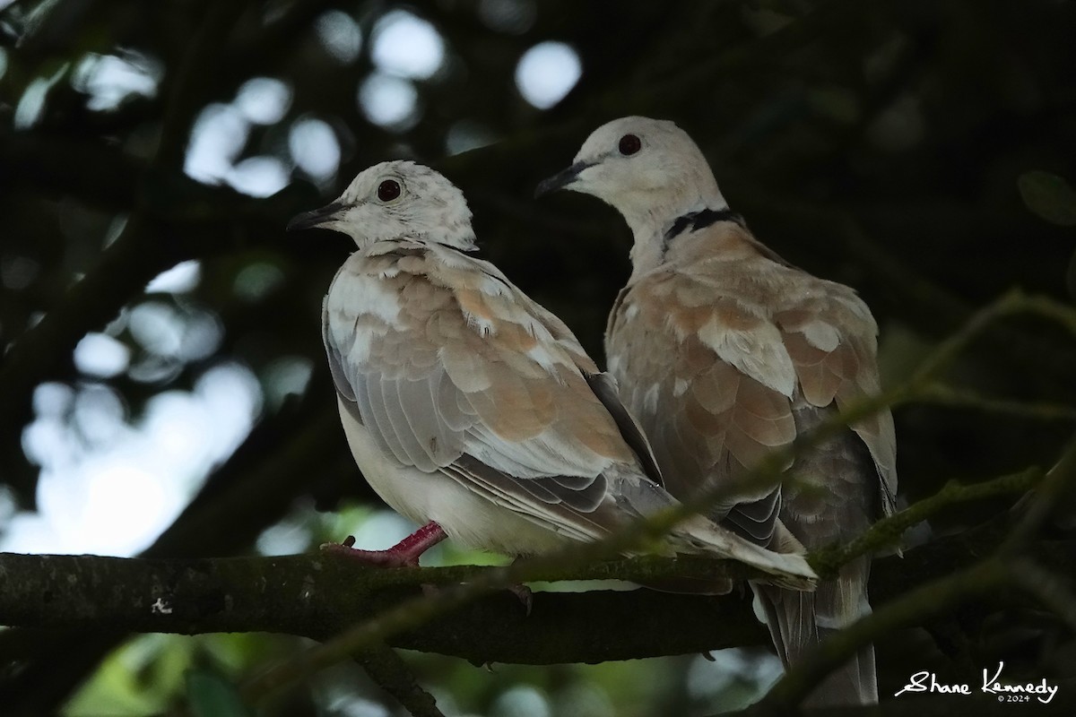 African Collared-Dove - Shane Kennedy