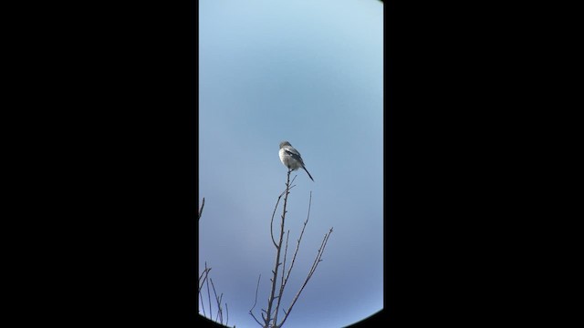 Loggerhead Shrike - ML615640043