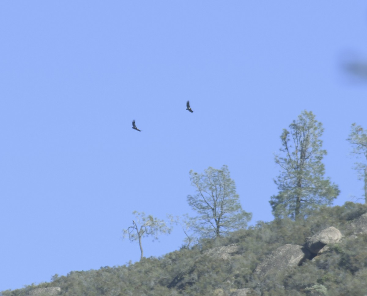 Condor de Californie - ML615640132