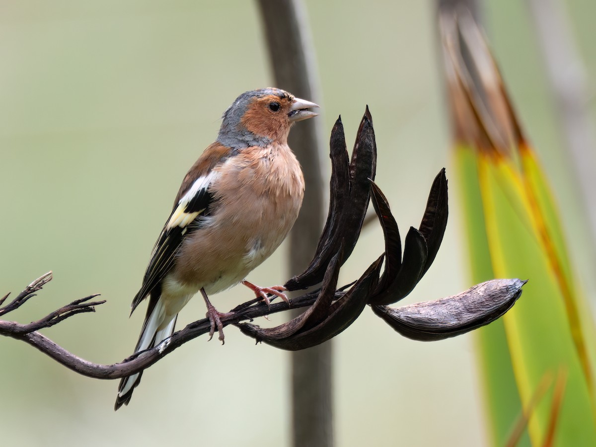 Common Chaffinch - Jan Lile
