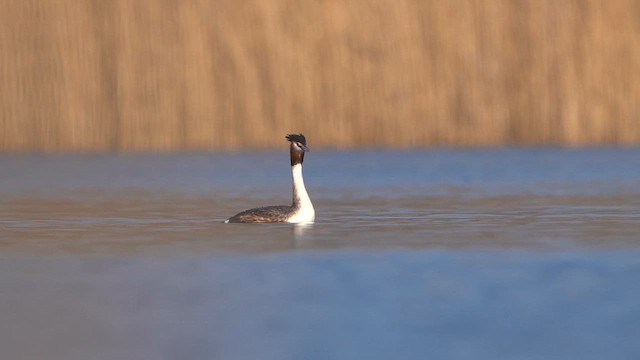 Great Crested Grebe - ML615640384