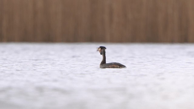 Great Crested Grebe - ML615640471