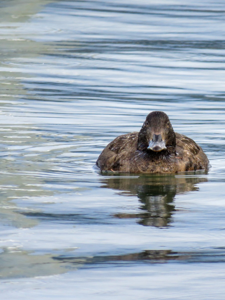 White-winged Scoter - Annika Andersson