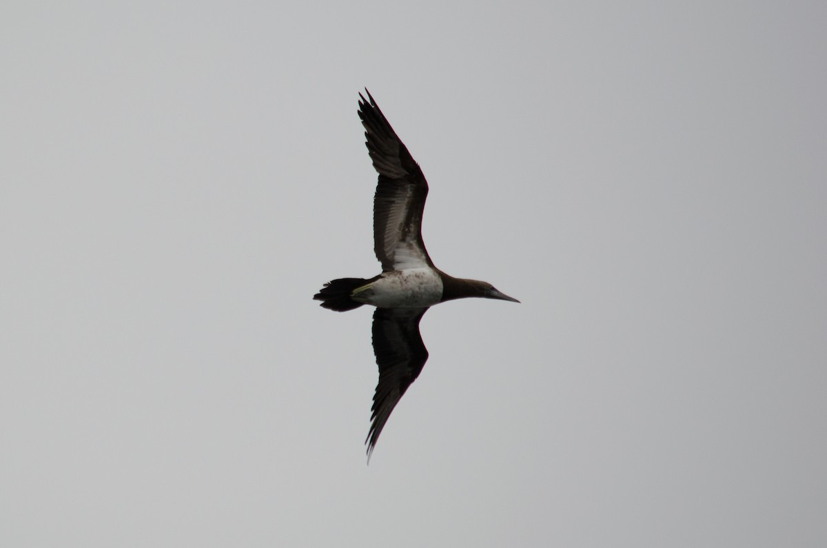 Brown Booby - ML615640753