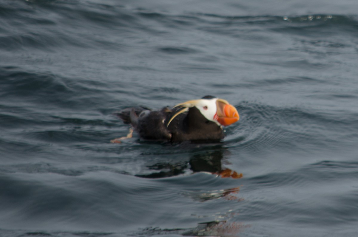 Tufted Puffin - ML615640818