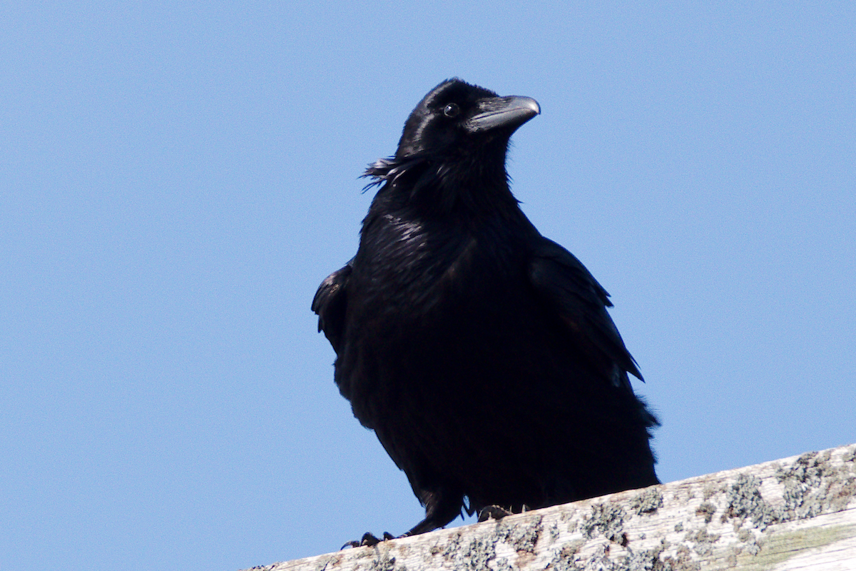 Common Raven - ML615641167