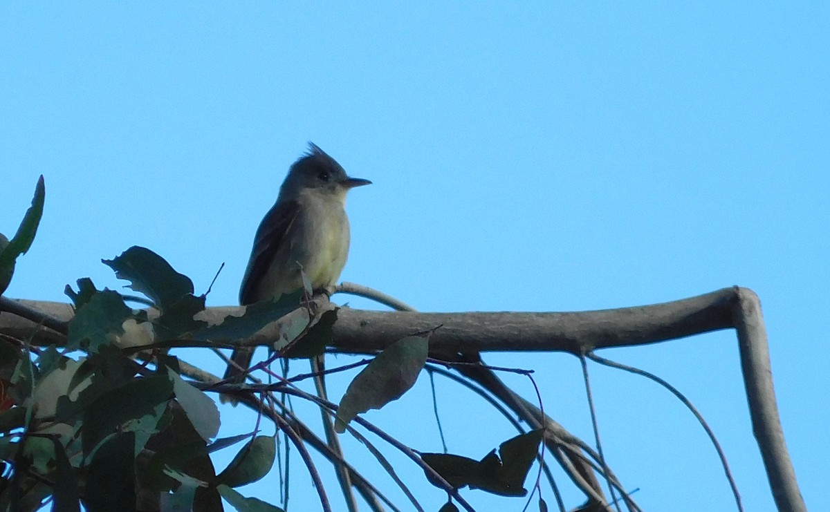 Greater Pewee - ML615641193