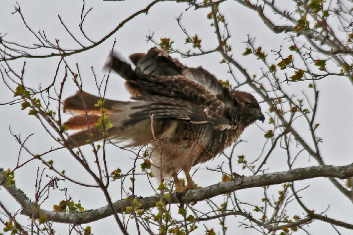 Red-tailed Hawk - ML615641304