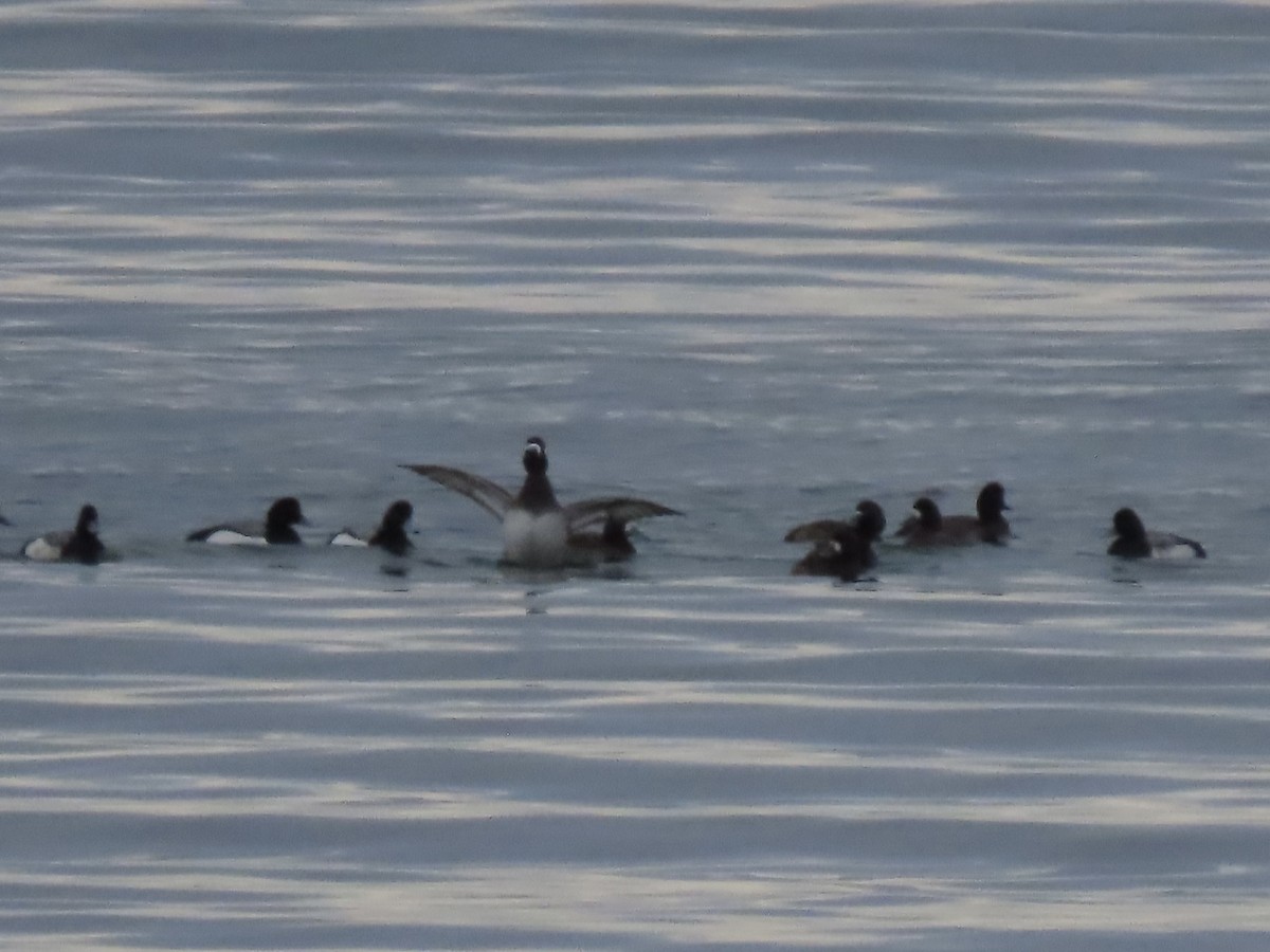 Greater Scaup - ML615641325