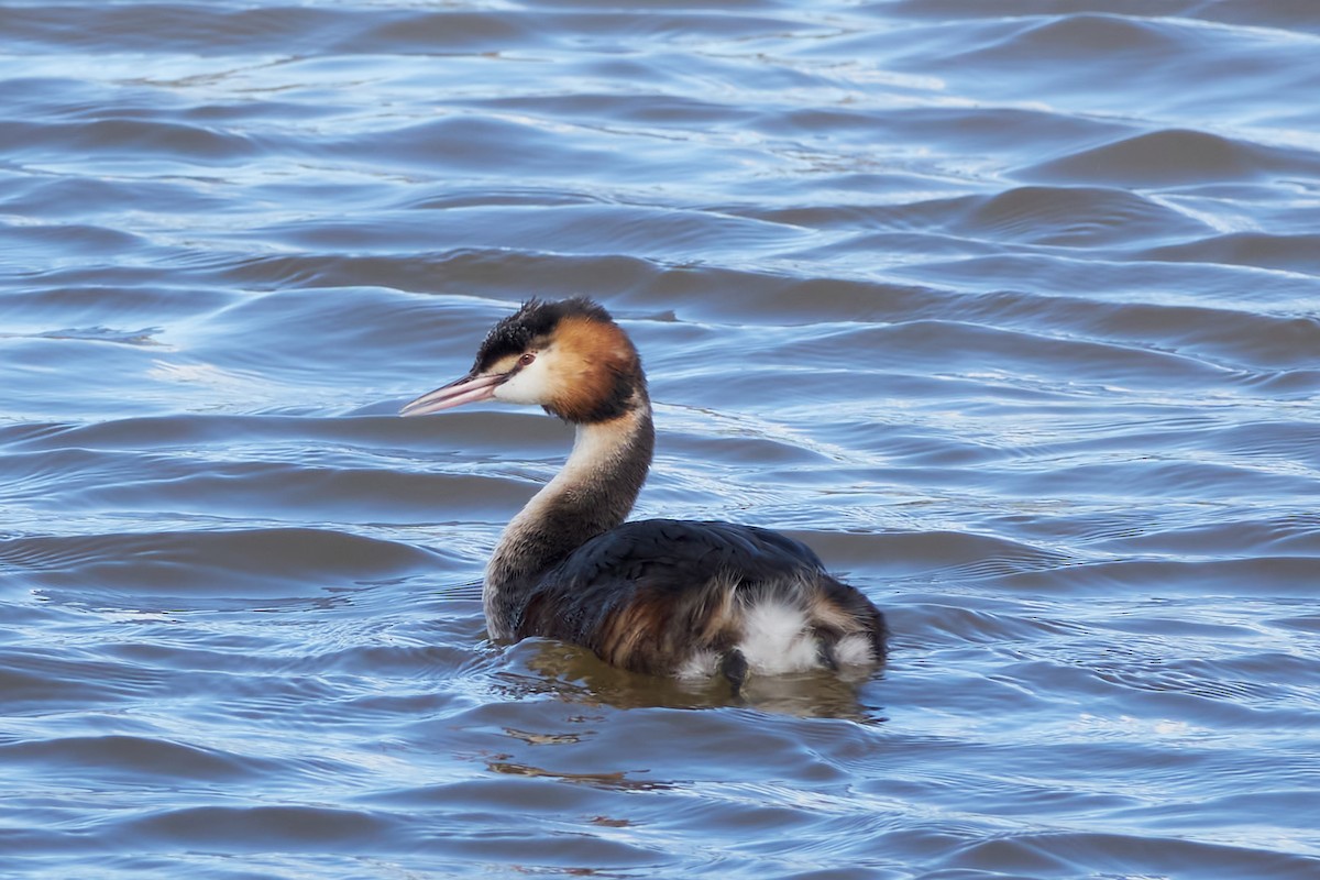 Great Crested Grebe - ML615641421