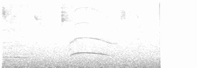 mørkhettetyrann (lawrenceii gr.) - ML615641540