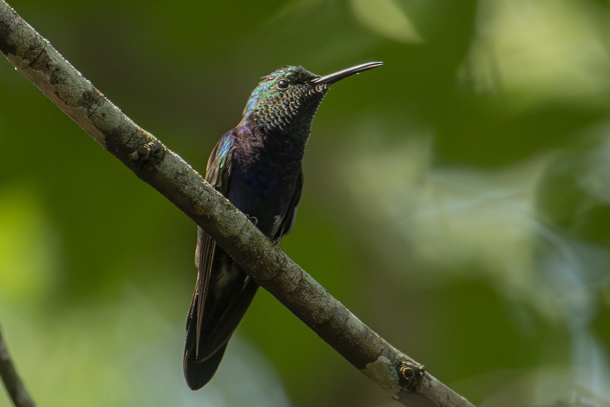 kolibřík nymfový - ML615641598