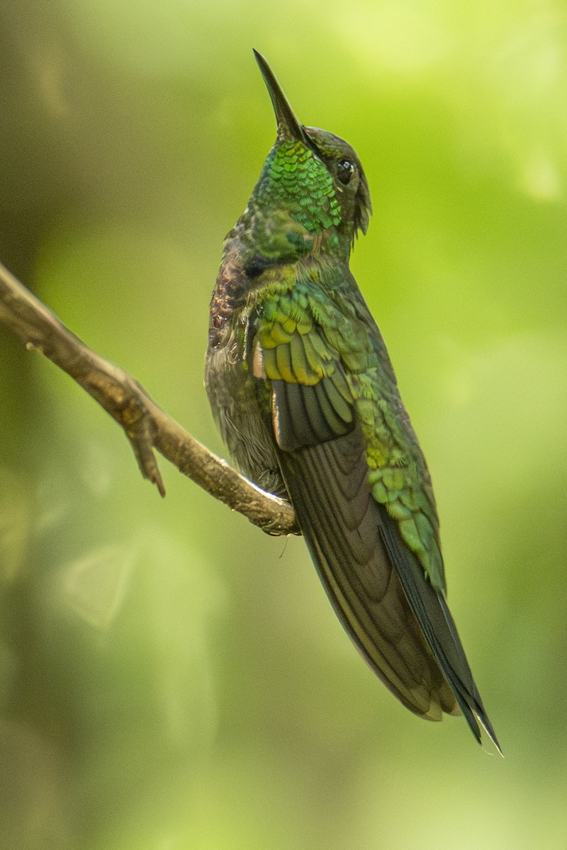 kolibřík nymfový - ML615641624