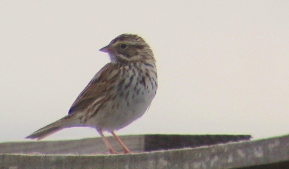 Savannah Sparrow - ML615641759