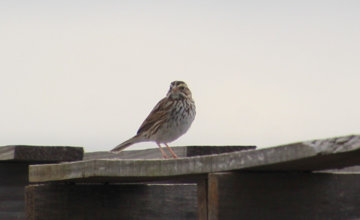Savannah Sparrow - ML615641760