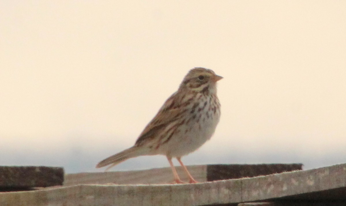 Savannah Sparrow - ML615641761