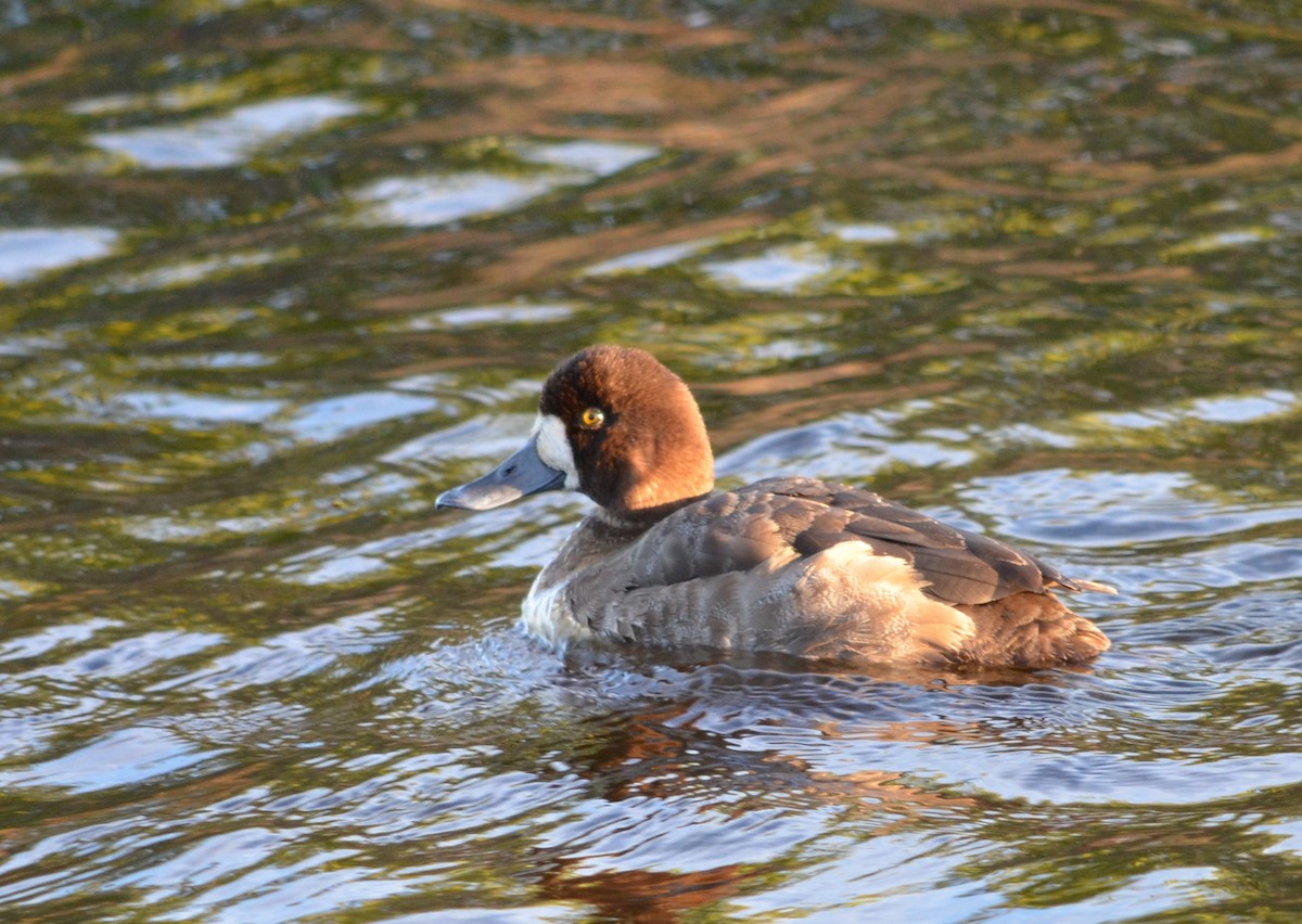 Greater Scaup - ML615641816