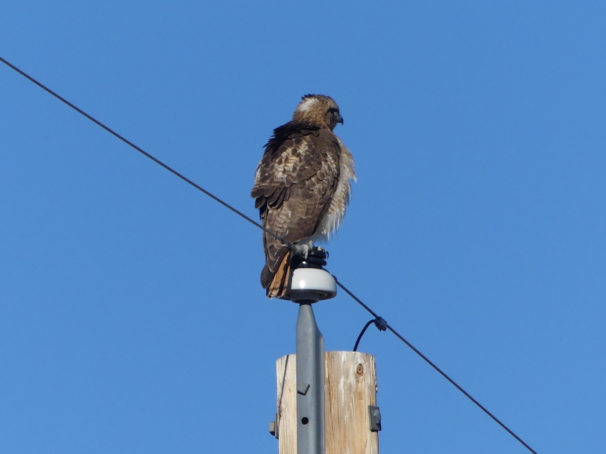 Red-tailed Hawk - ML615641847