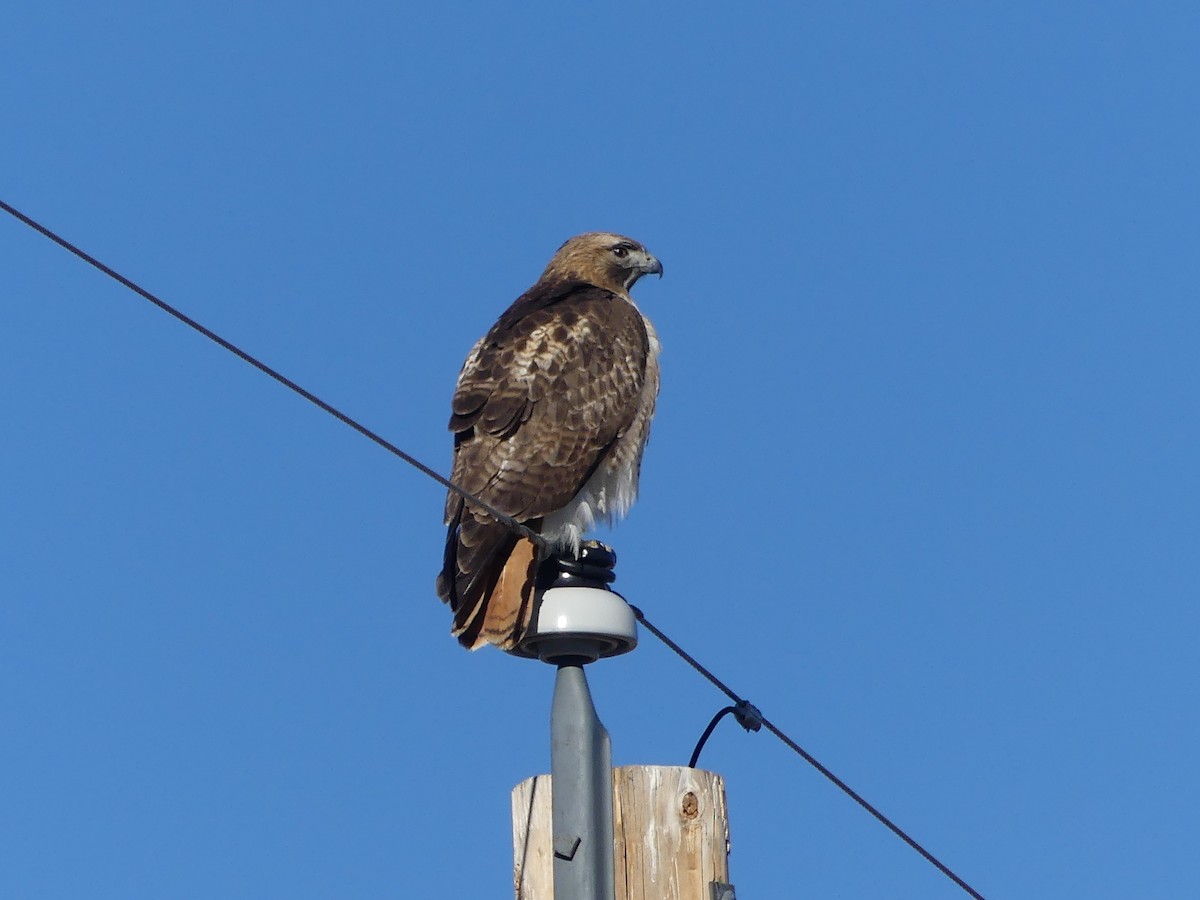 Red-tailed Hawk - ML615641848