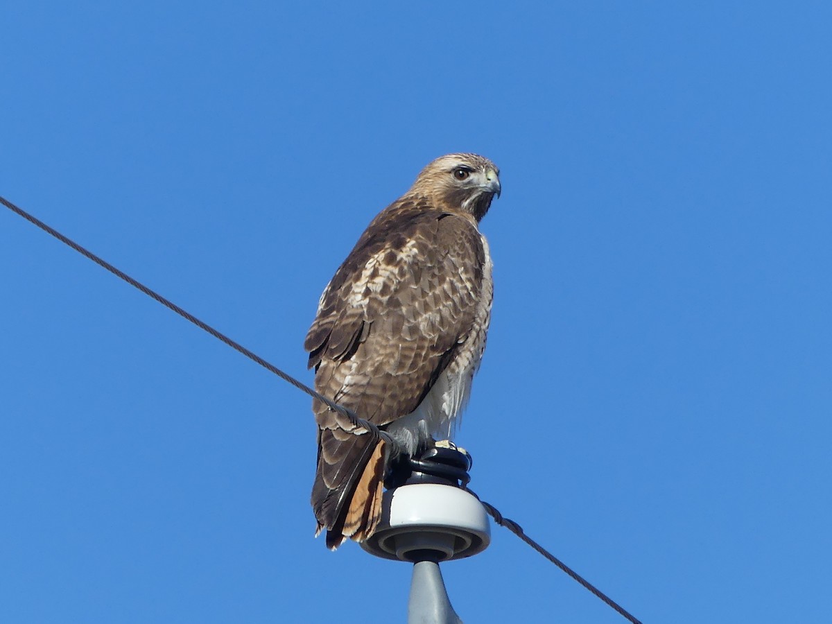 Red-tailed Hawk - ML615641850
