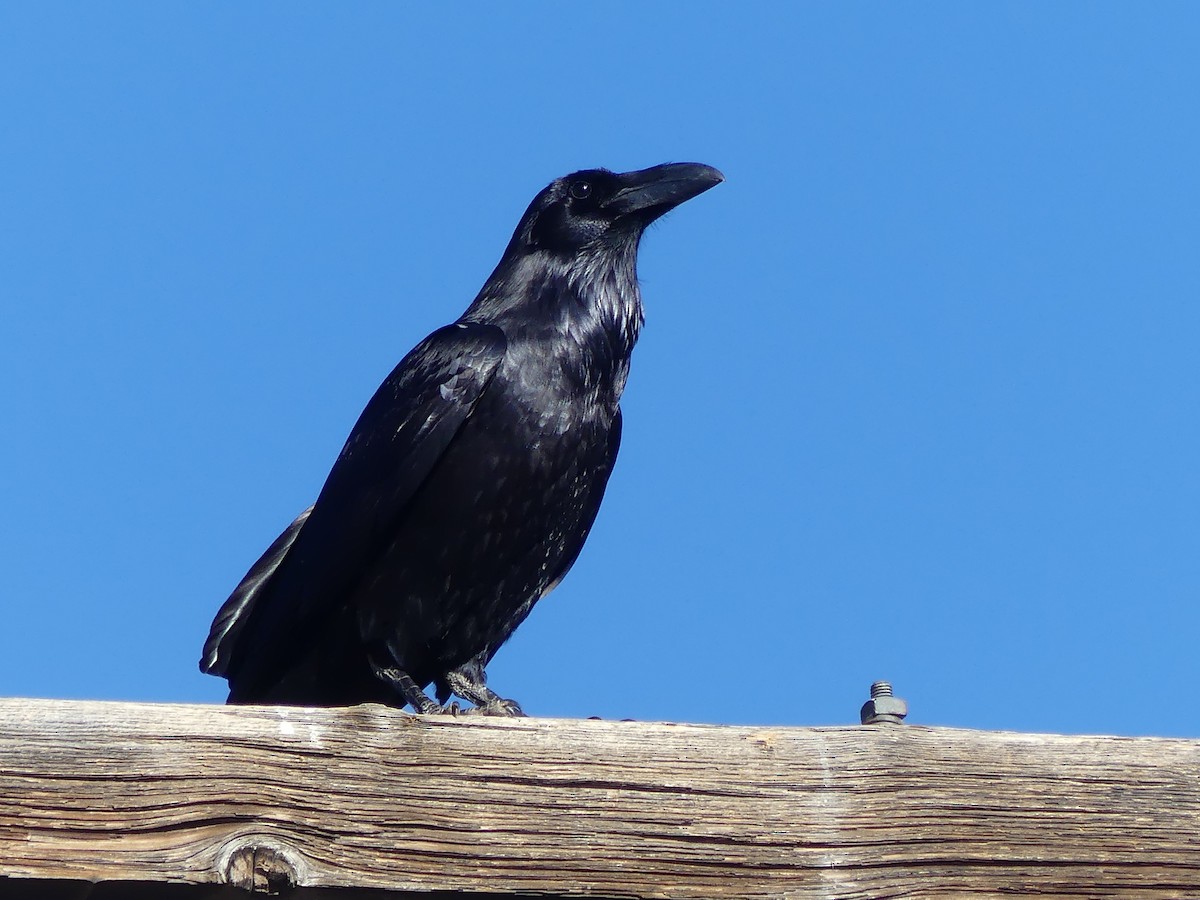 Chihuahuan Raven - ML615641895