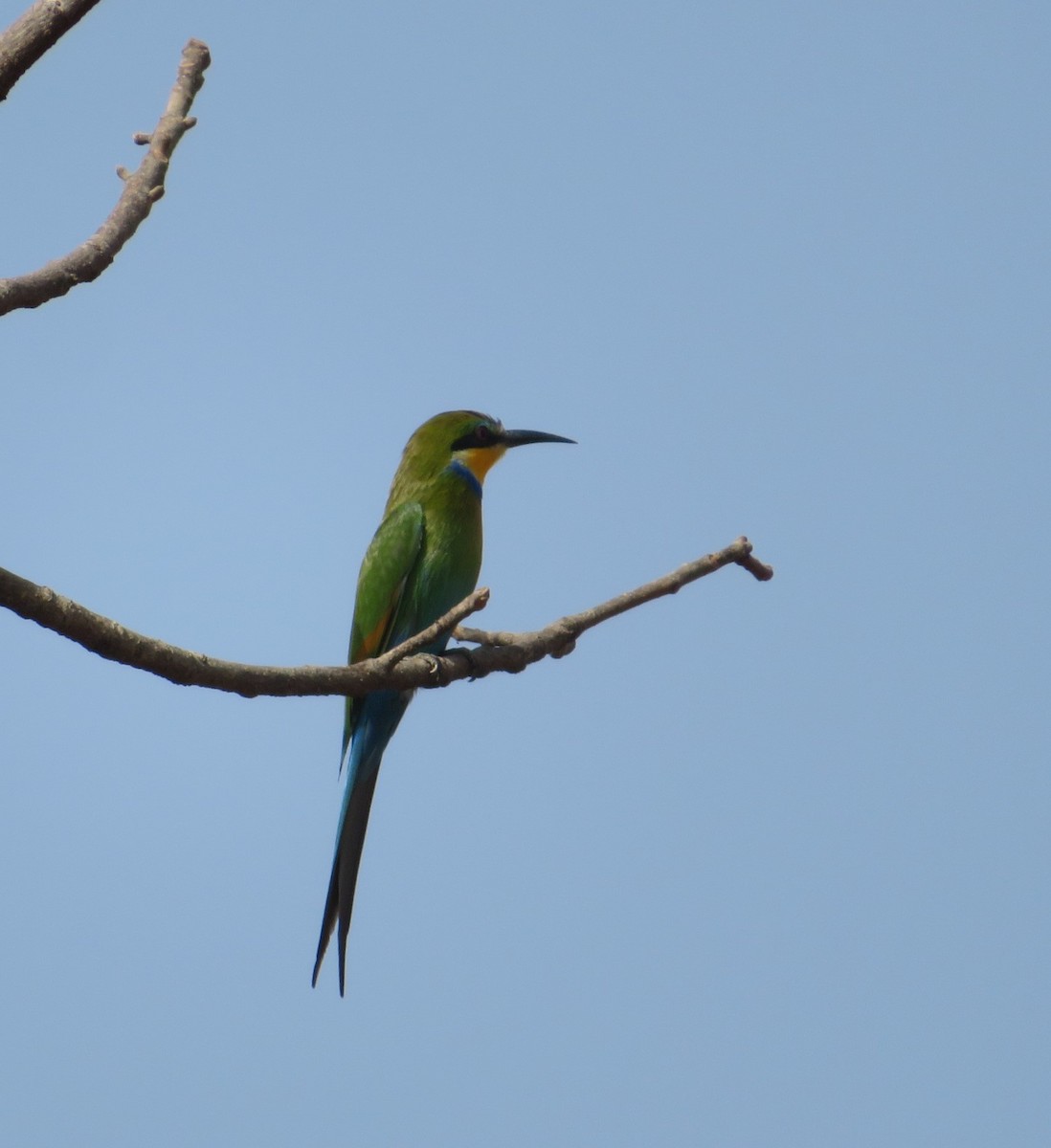 Swallow-tailed Bee-eater - ML615642052