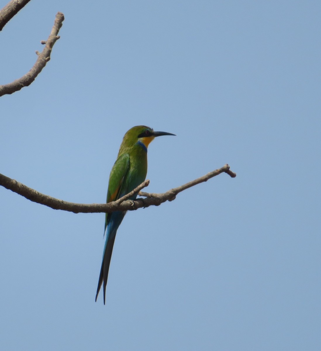 ebird-checklist-18-feb-2024-auto-selected-13-40341-15-83765-33