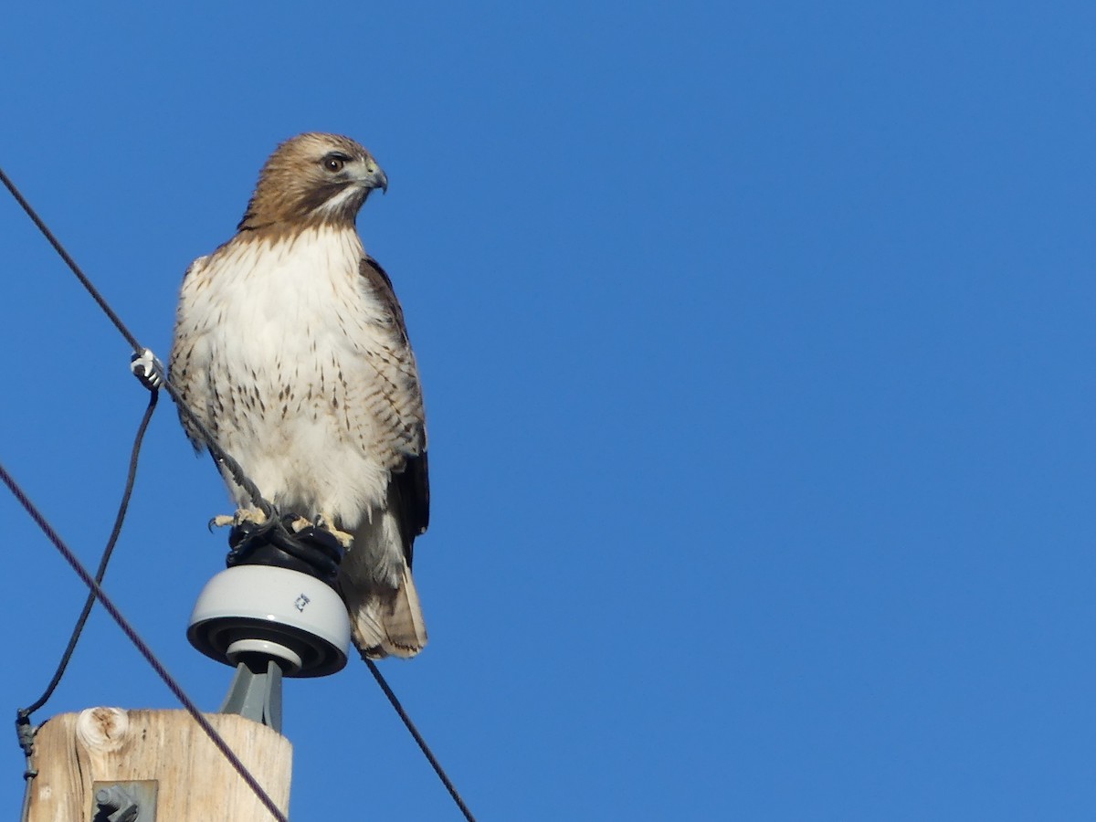 Red-tailed Hawk - ML615642311
