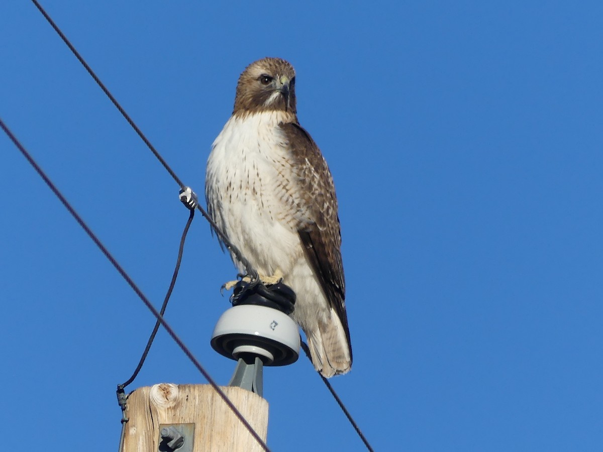 Red-tailed Hawk - ML615642321