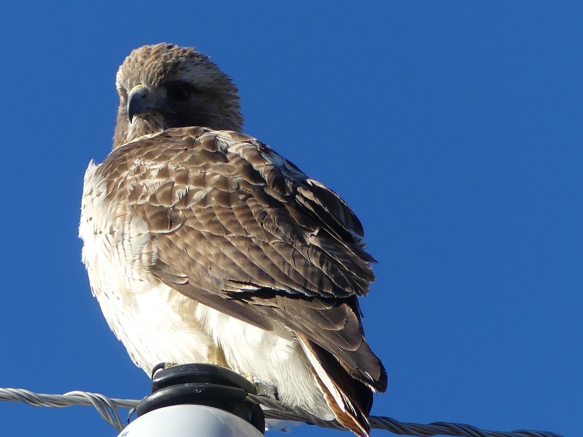 Red-tailed Hawk - ML615642352