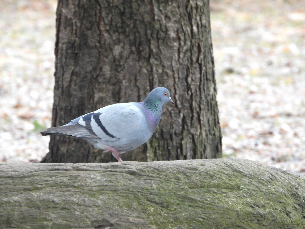 Rock Pigeon (Feral Pigeon) - ML615642456