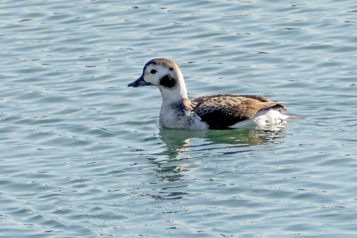 Long-tailed Duck - ML615642548