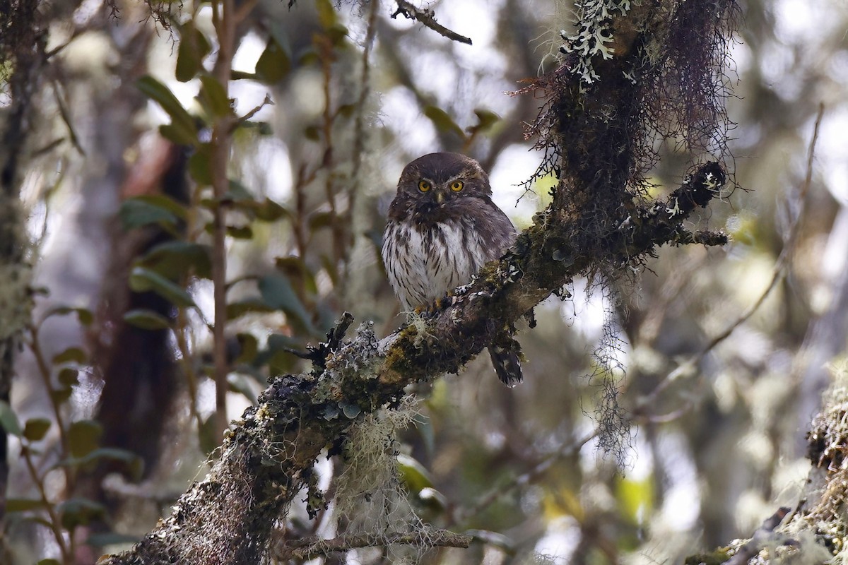 Andean Pygmy-Owl - ML615642578